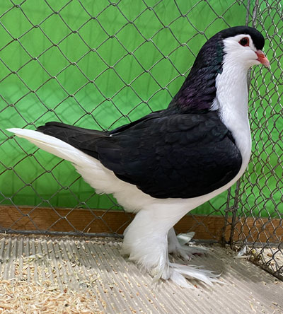Lahore schwarz